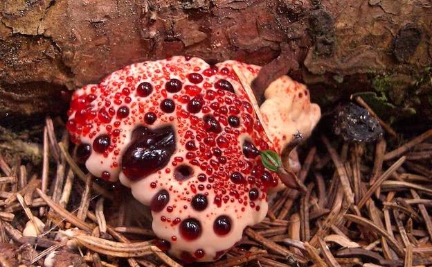 Aunque la seta que sangra (Hydnellum peckii) parece un merengue con mermelada de fresa, presenta mal sabor y no está recomendado su consumo. 