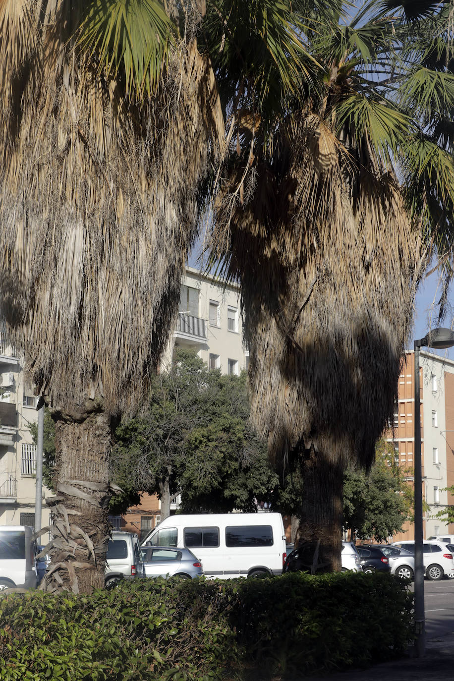 Fotos: Madrigueras de ratas en Valencia