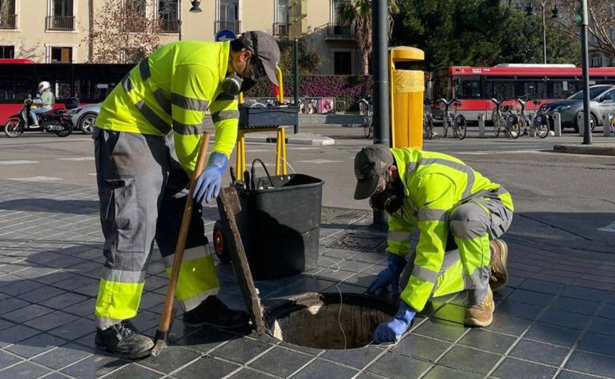 Plagas en Valencia | Valencia destina menos de la mitad que Barcelona para la lucha contra las plagas