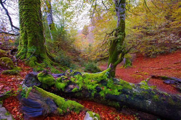 Selva de Irati, Navarra.