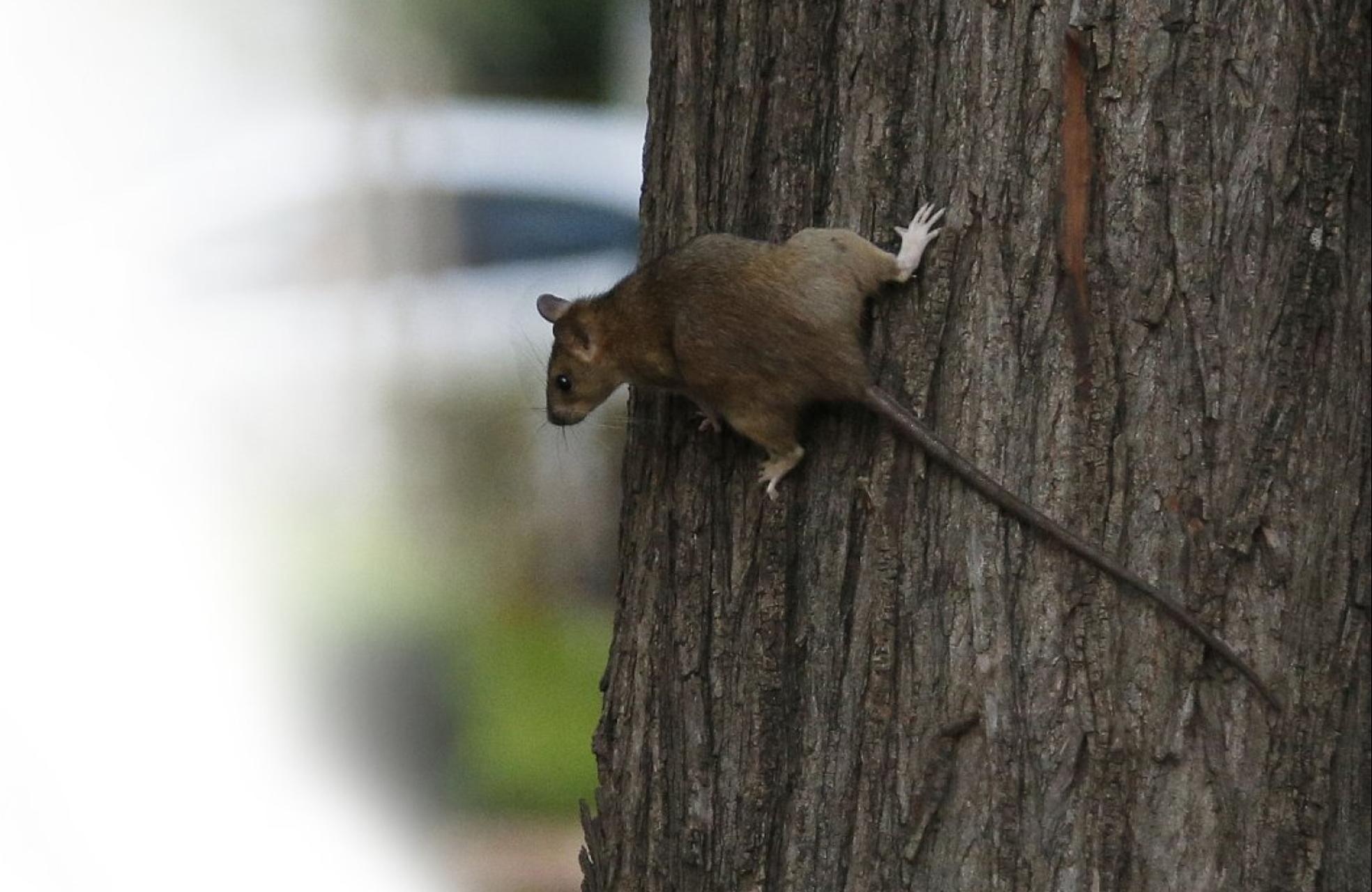 Ratas.Un roedor trepapor un árbol junto al Clínico.