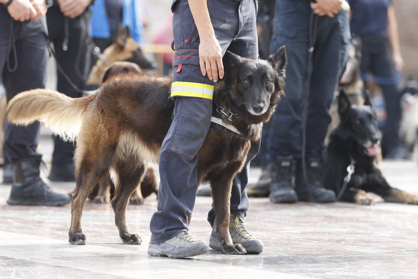 Fotos: Exhibición de unidades caninas de policías y bomberos en la plaza de la Virgen