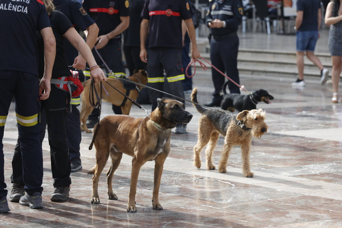 Fotos: Exhibición de unidades caninas de policías y bomberos en la plaza de la Virgen