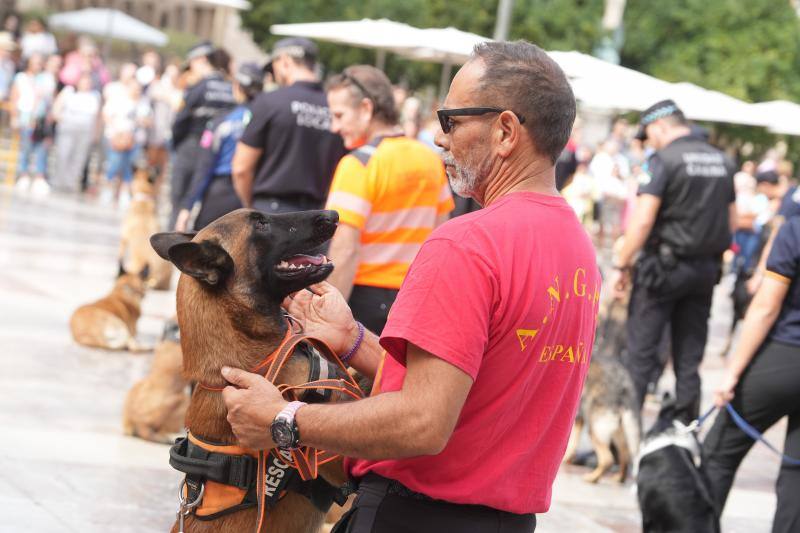 Fotos: Exhibición de unidades caninas de policías y bomberos en la plaza de la Virgen