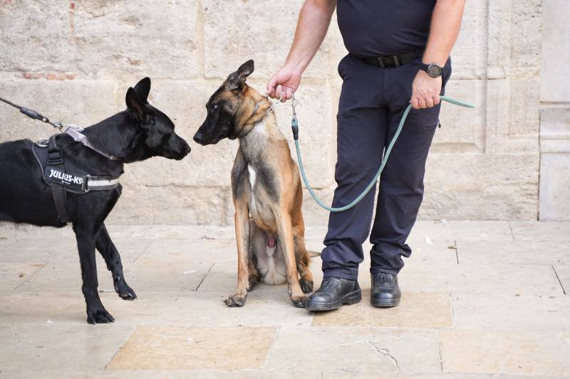 Fotos: Exhibición de unidades caninas de policías y bomberos en la plaza de la Virgen