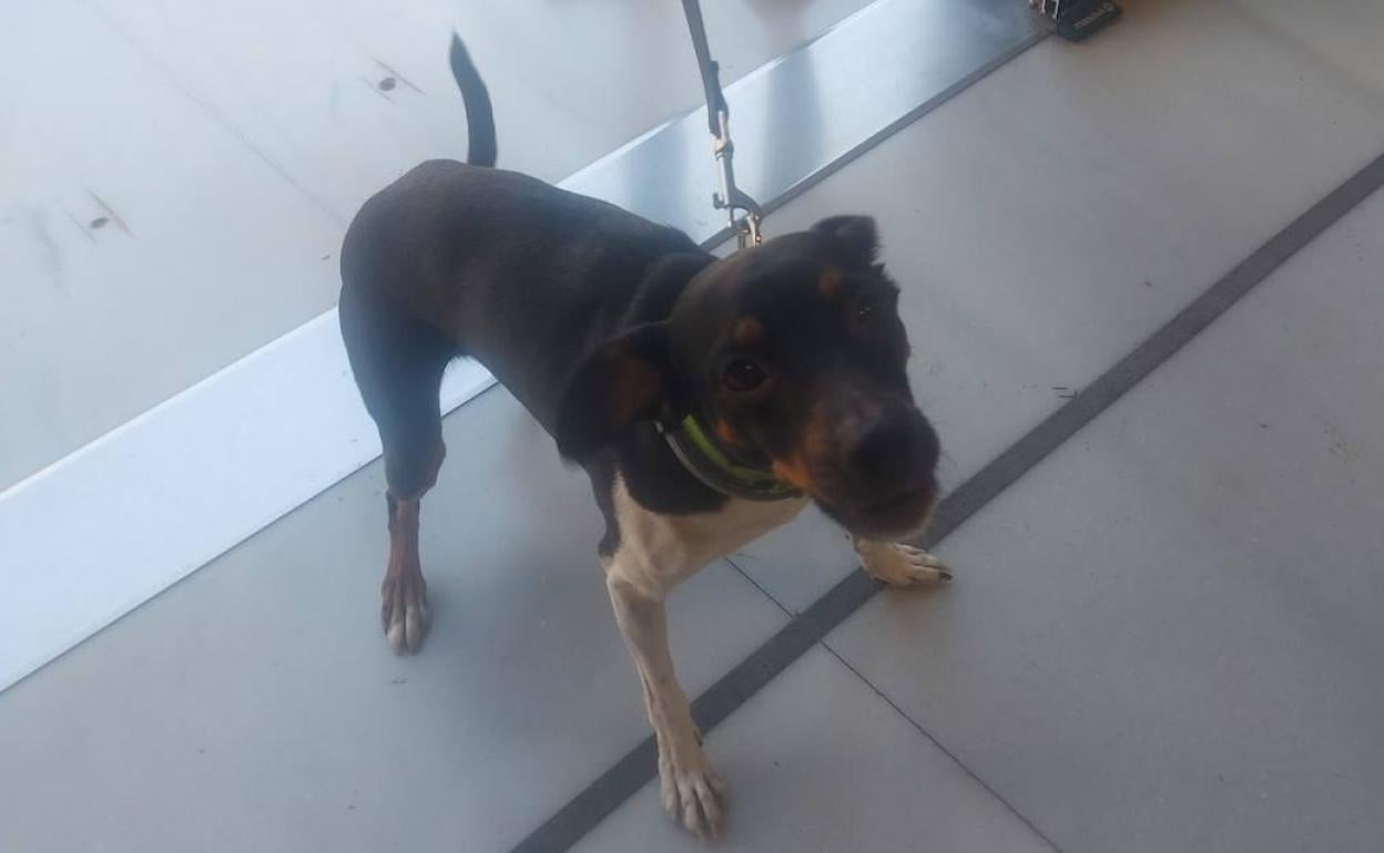 El animal que sufrió los golpes. 