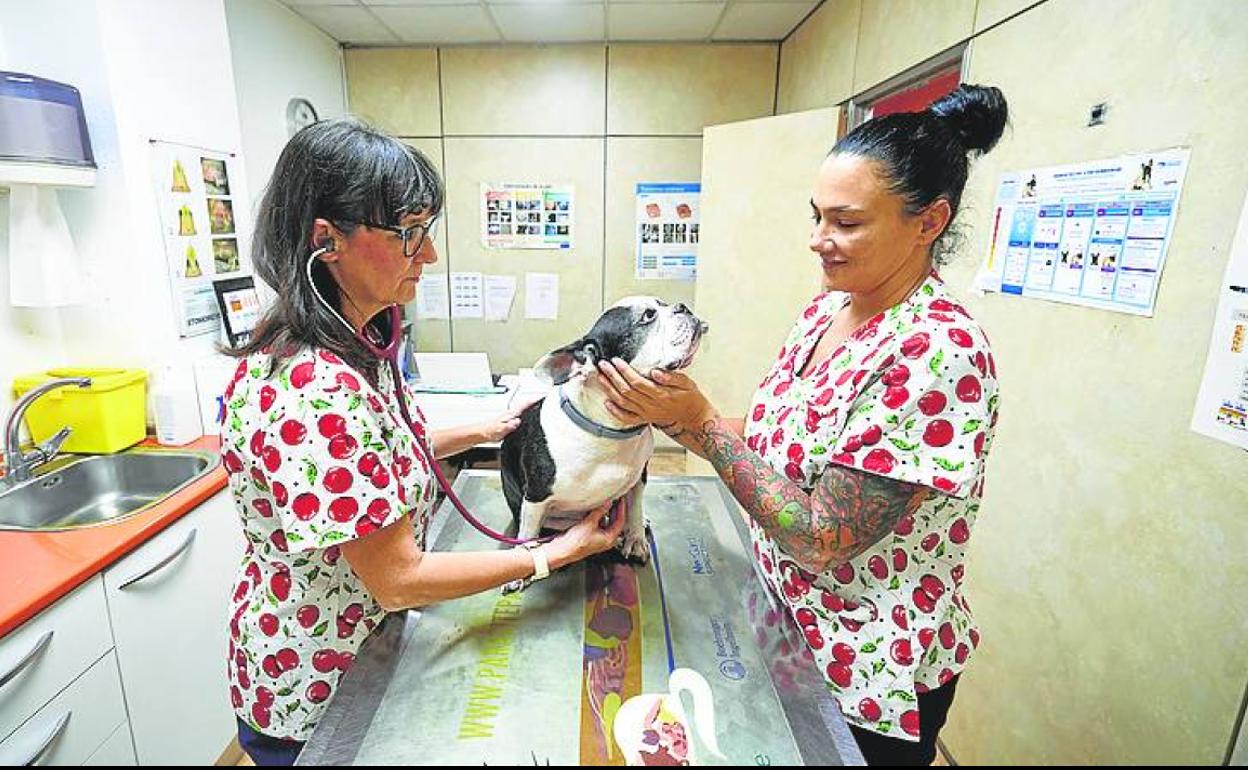 La veterinaria Marian Ábalos y su compañera en la clínica. 