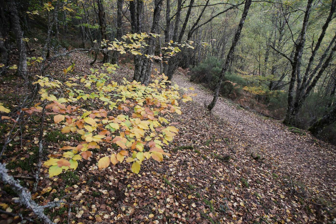 Fotos: Un paseo de cuento por un bosque de hayas