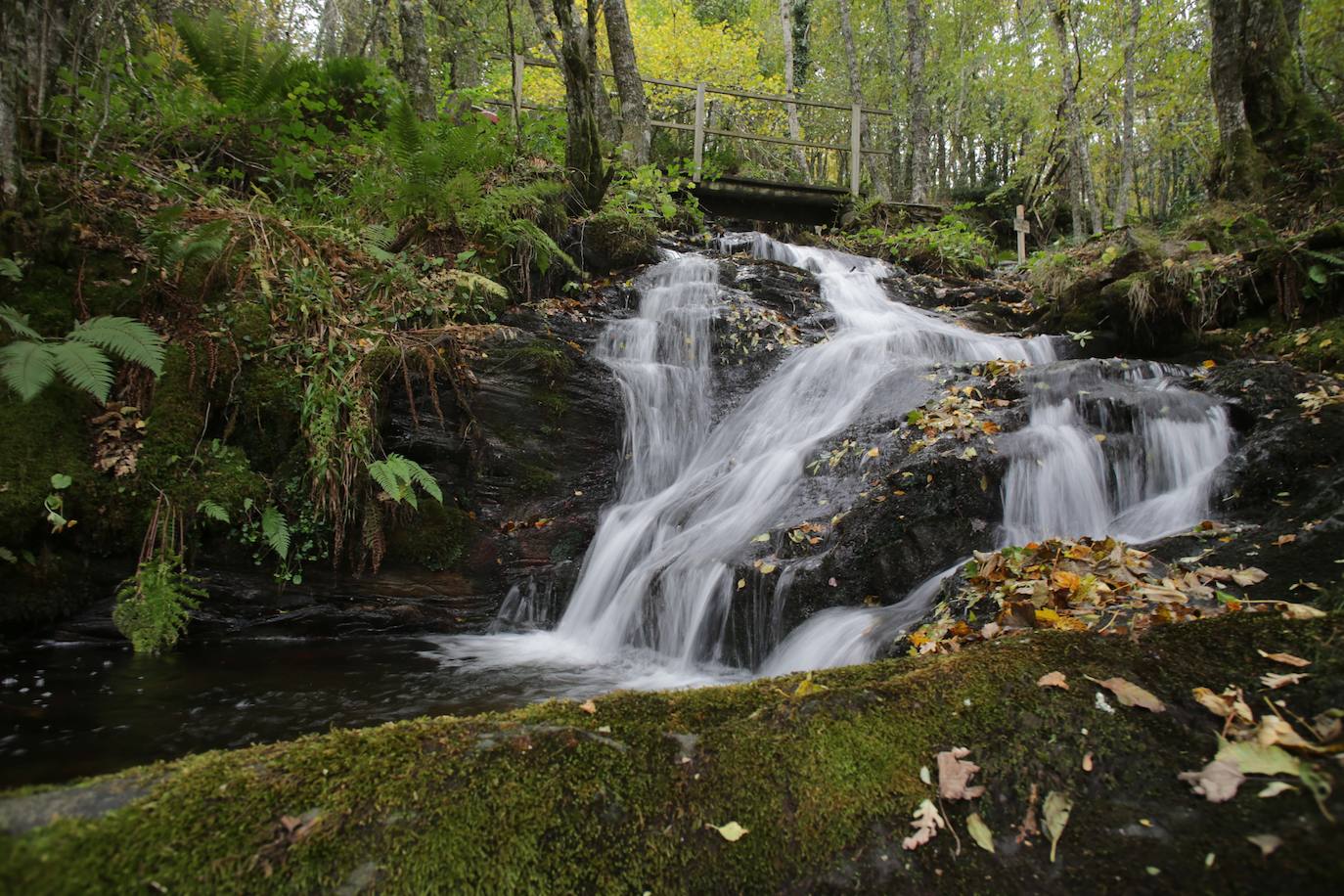 Fotos: Un paseo de cuento por un bosque de hayas