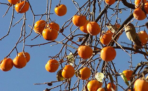 Los superalimentos son un buen aliado para crear recetas sanas y rápidas. 