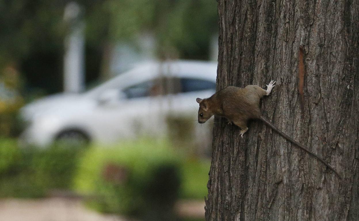 Un roedor, subido en el tronco de un árbol en la avenida de Blasco Ibáñez de Valencia. 