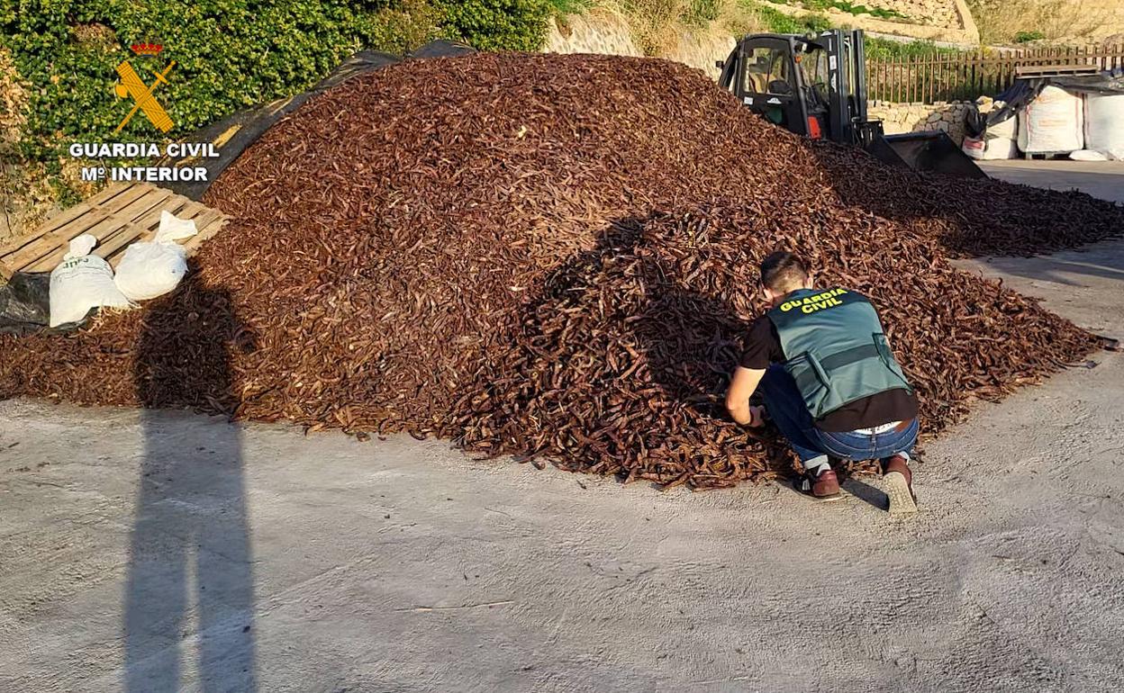 Uno de los agentes del Equipo ROCA de Calp inspeccionando las algarrobas.  