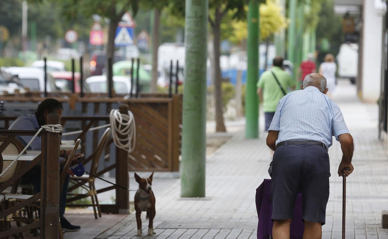 Alzira celebra la Semana de los Mayores. 
