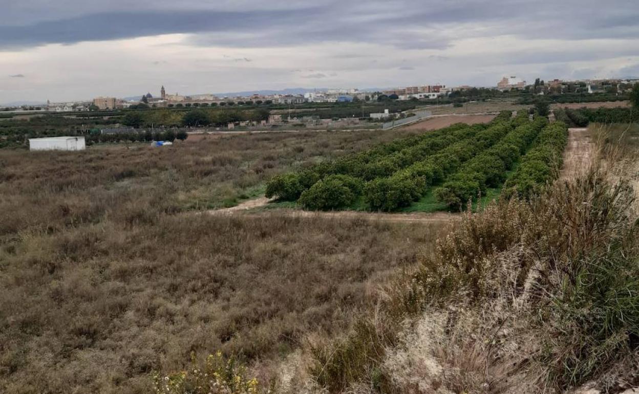 Parcelas abandonadas junto a otra cultivada en el término. 