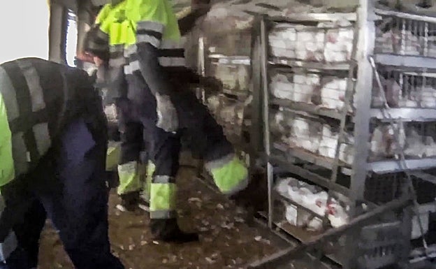 Fotograma del vídeo de denuncia contra el maltrato animal en macrogranjas. 