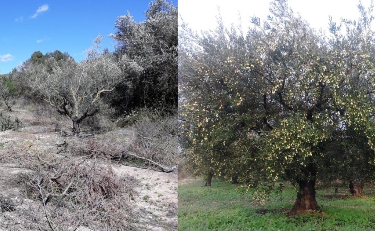 El antes y el después del olivar de la variedad Blanqueta que ha sido recuperado. 