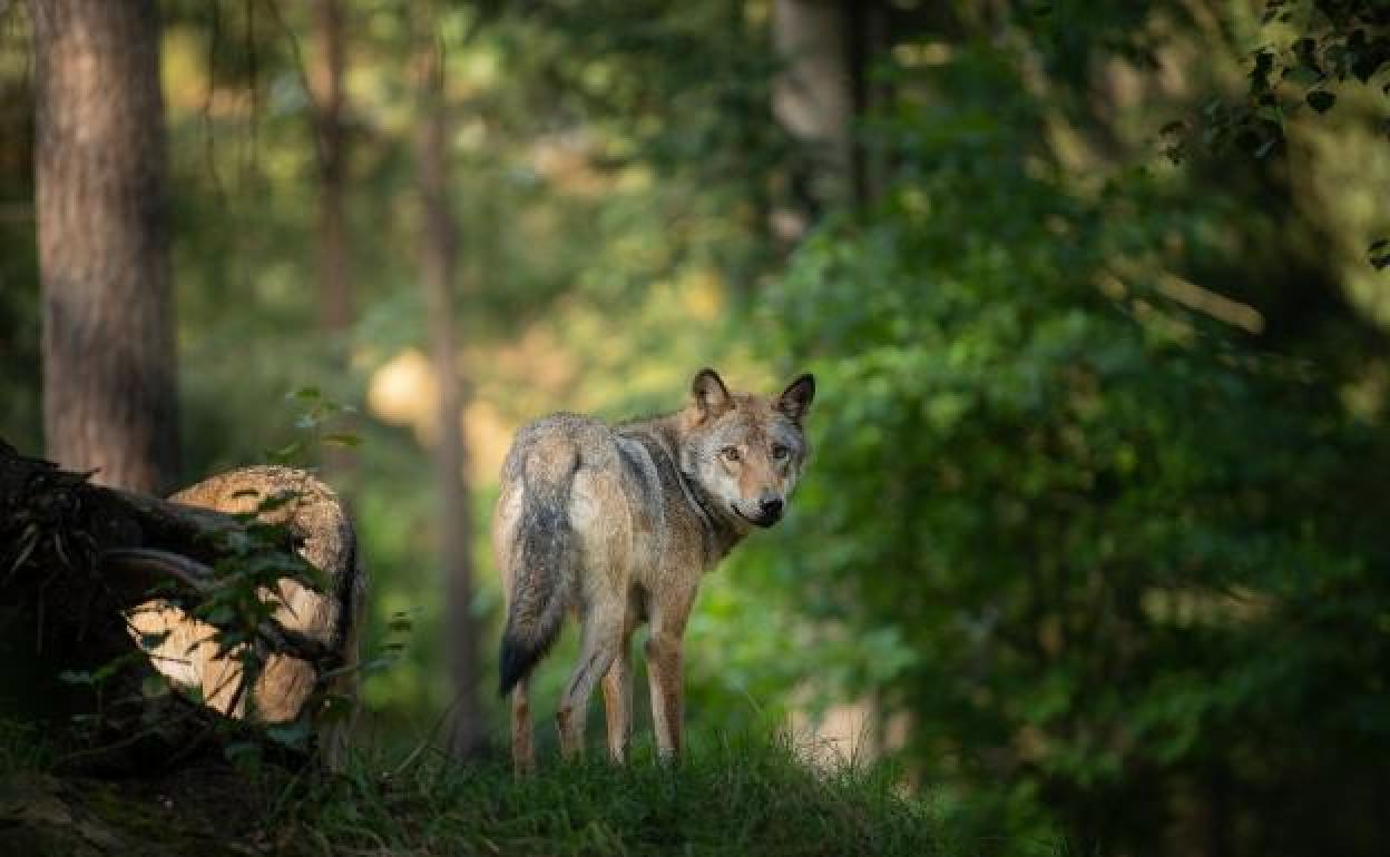 Un lobo, en el monte. 