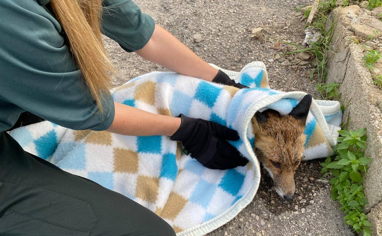 Rescatan un zorro que estaba a punto de ahogarse en un cauce en Tavernes