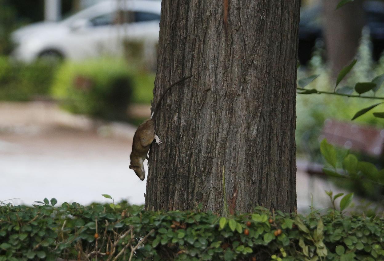 Una rata corretea por el tronco de un árbol en Blasco Ibáñez. 