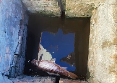 Imagen secundaria 1 - Los peces muertos y un campo de arroz con la paja. 