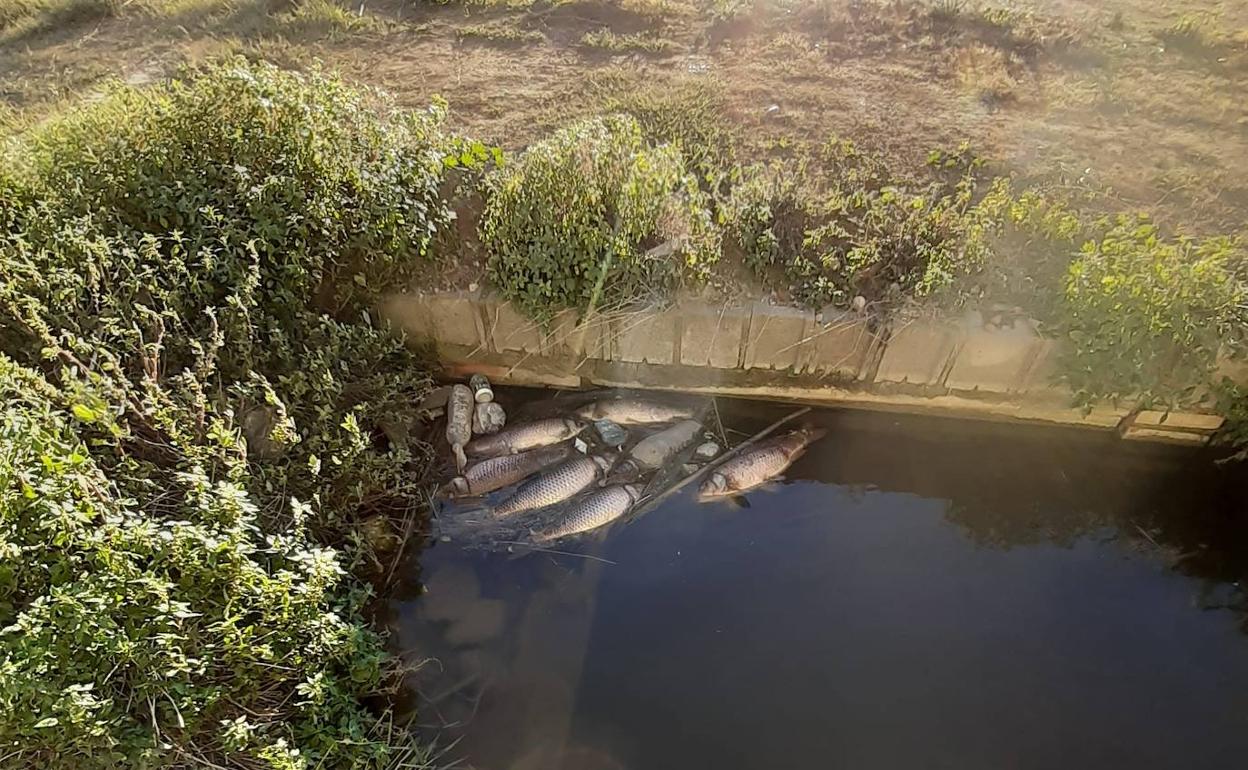 Varios peces muertos en una acequia del marjal de Catarroja. 