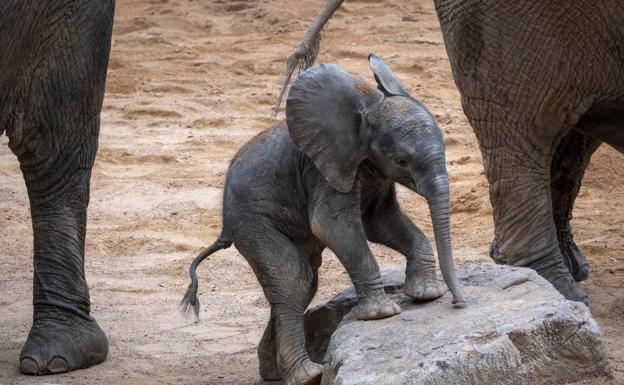 La entrada infantil de BIOPARC Valencia a 1€ para ver al elefante recién nacido