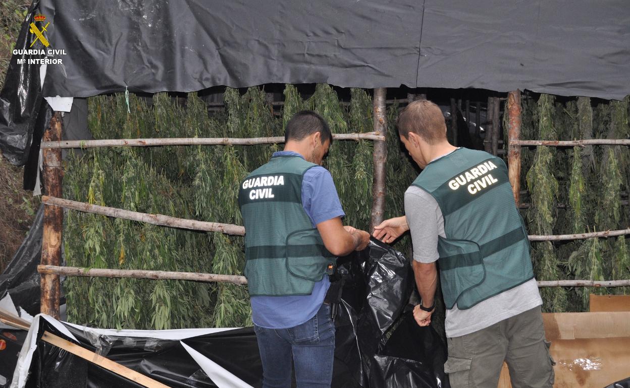 Plantación de marihuana hallada en Moixent. 