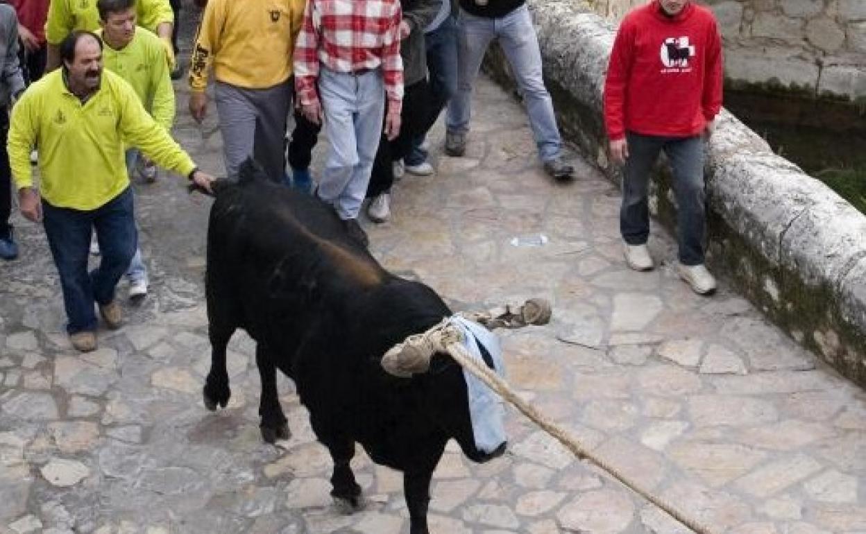 Ontinyent se prepara para el fin de semana de 'bous en corda'. 