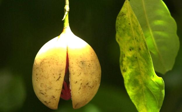 La semilla de la nuez moscada, en el árbol.