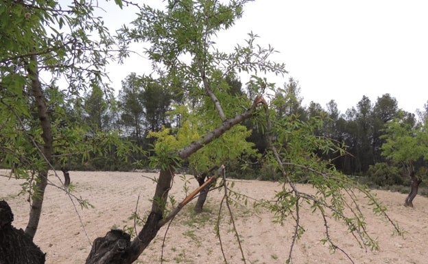 Rama de un almendro dañada por la acción de la fauna. 