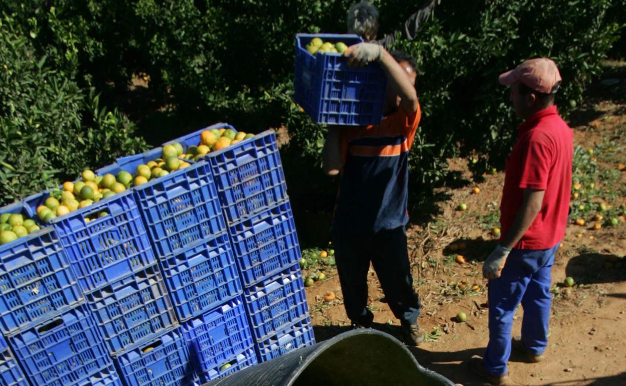 El inicio de la campaña citrícola es clave en la economía comarcal. 