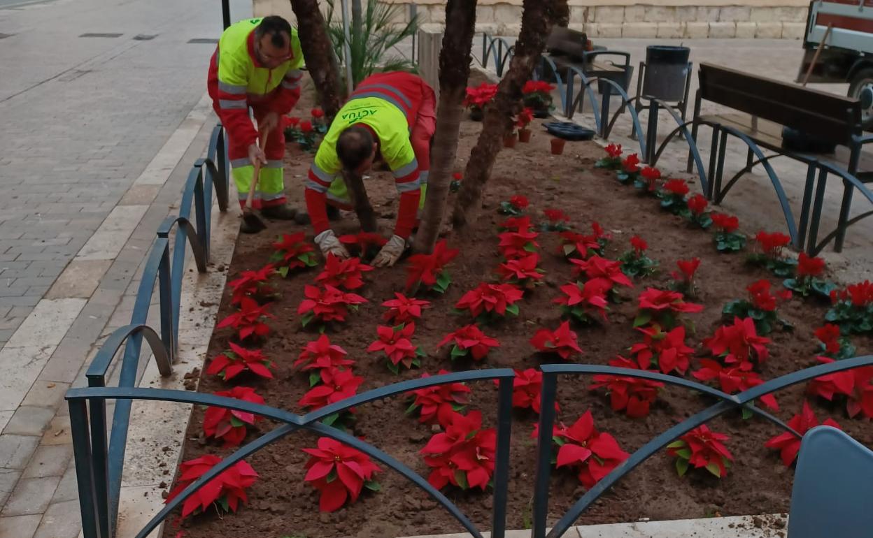 Flores en el centro de la ciudad. 