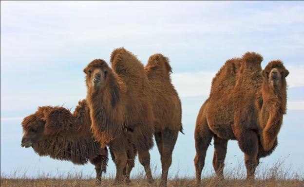 Los camellos bactrianos son capaces de detectar oasis a largas distancias porque perciben la presencia de geosmina a decenas de kilómetros.