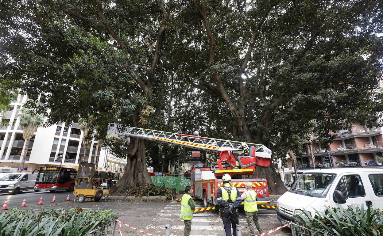 Trabajos de poda en un ficus monumental de la Gran Vía Marqués del Turia. 