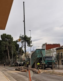 Imagen secundaria 2 - Arriba, pinos pendientes de ser talados. Abajo, a la izquierda, tramo sin los ejemplares y, a la derecha, los trabajos actuales. 