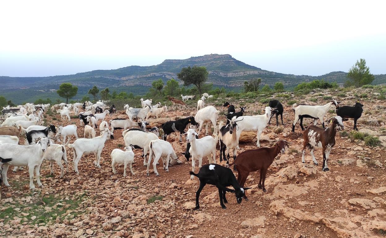 Rebaño de cabras en la sierra de Bicorp. 