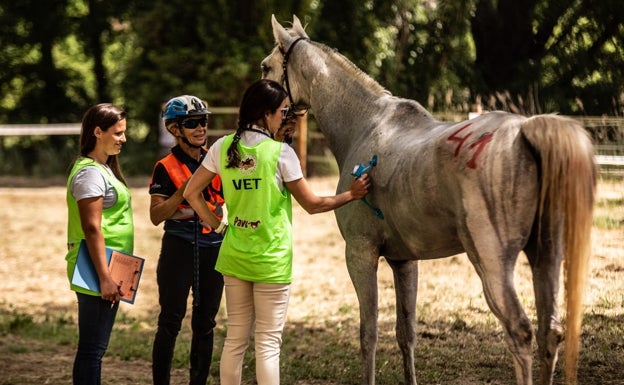 Uno de los caballos participantes en una de las ediciones. 