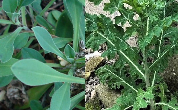 Dos de las hierbas silvestres que se utilizan, la colleja y el cardo de santo. 