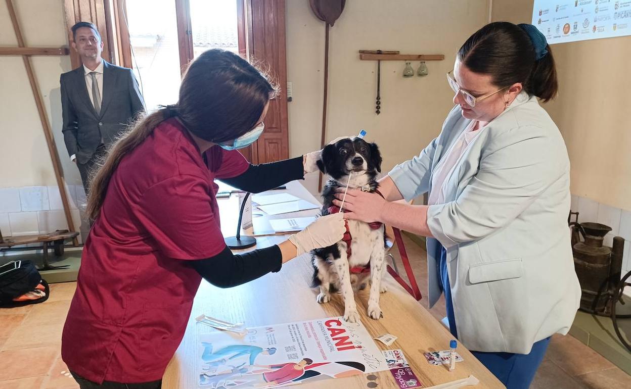 La prueba genética a una perro. 