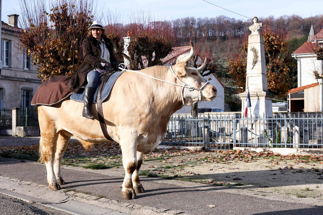 Fotos: Aston, el toro que se cree un caballo