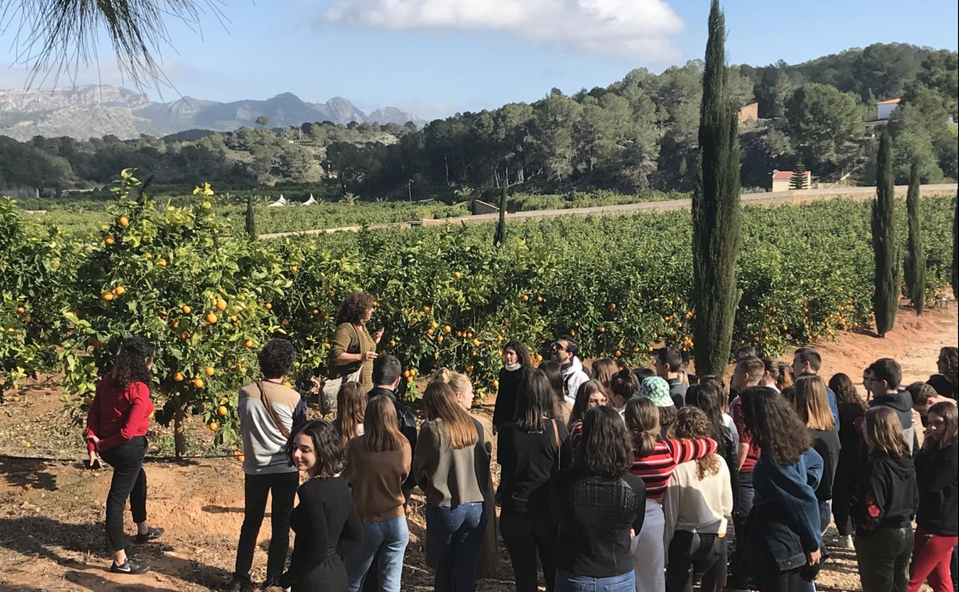 Interés. Un nutrido grupo de jóvenes atienden a las explicaciones sobre la plantación de naranjos de l'Hort de Ribera. 