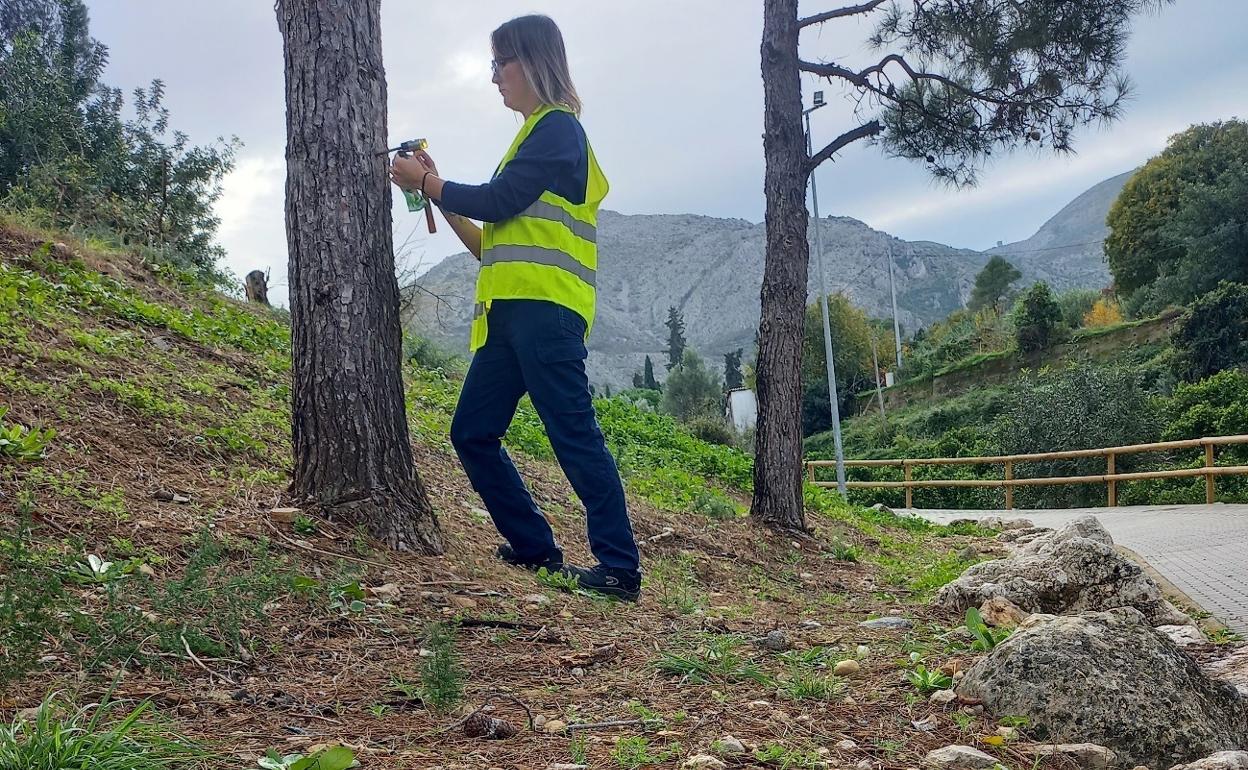 Una operaria inyecta el producto en el  tronco del pino para atacar a la procesionaria. 