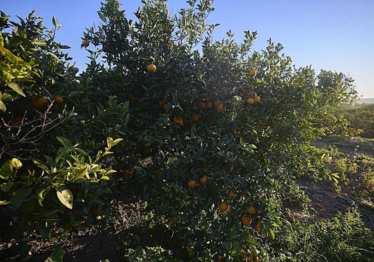 Campo de navelinas en La Ribera.