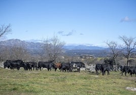 Toros de Victoriano en la sierra de Madrid.