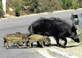 Varios jabalíes cruzan una carretera.