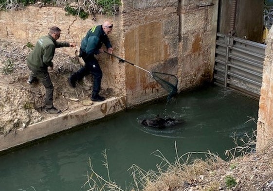 Un momento del rescate del jabalí.