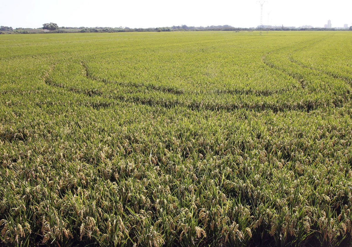 Campos de arroz en la Albufera.