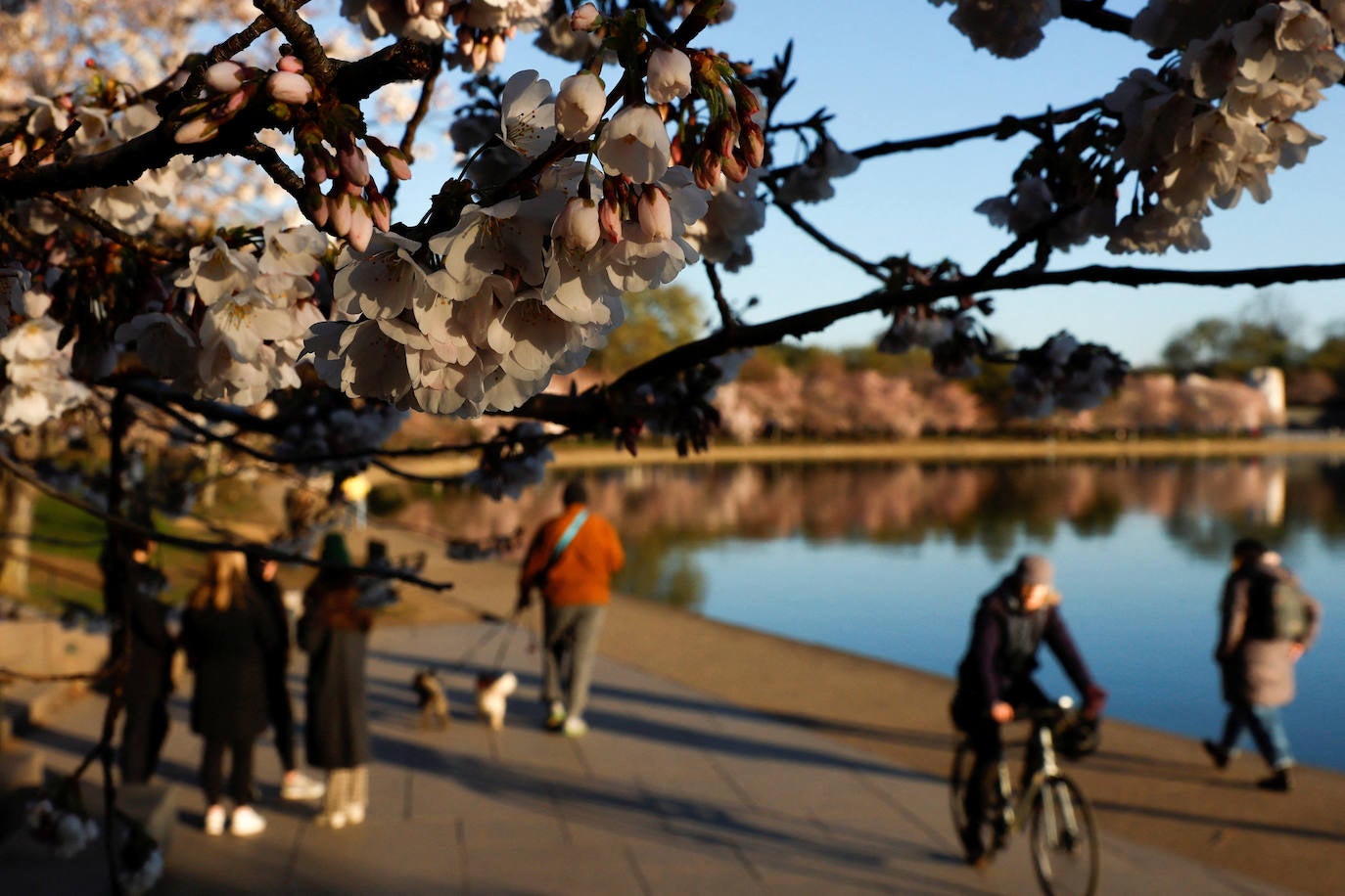 La belleza de los icónicos cerezos en flor de Washington