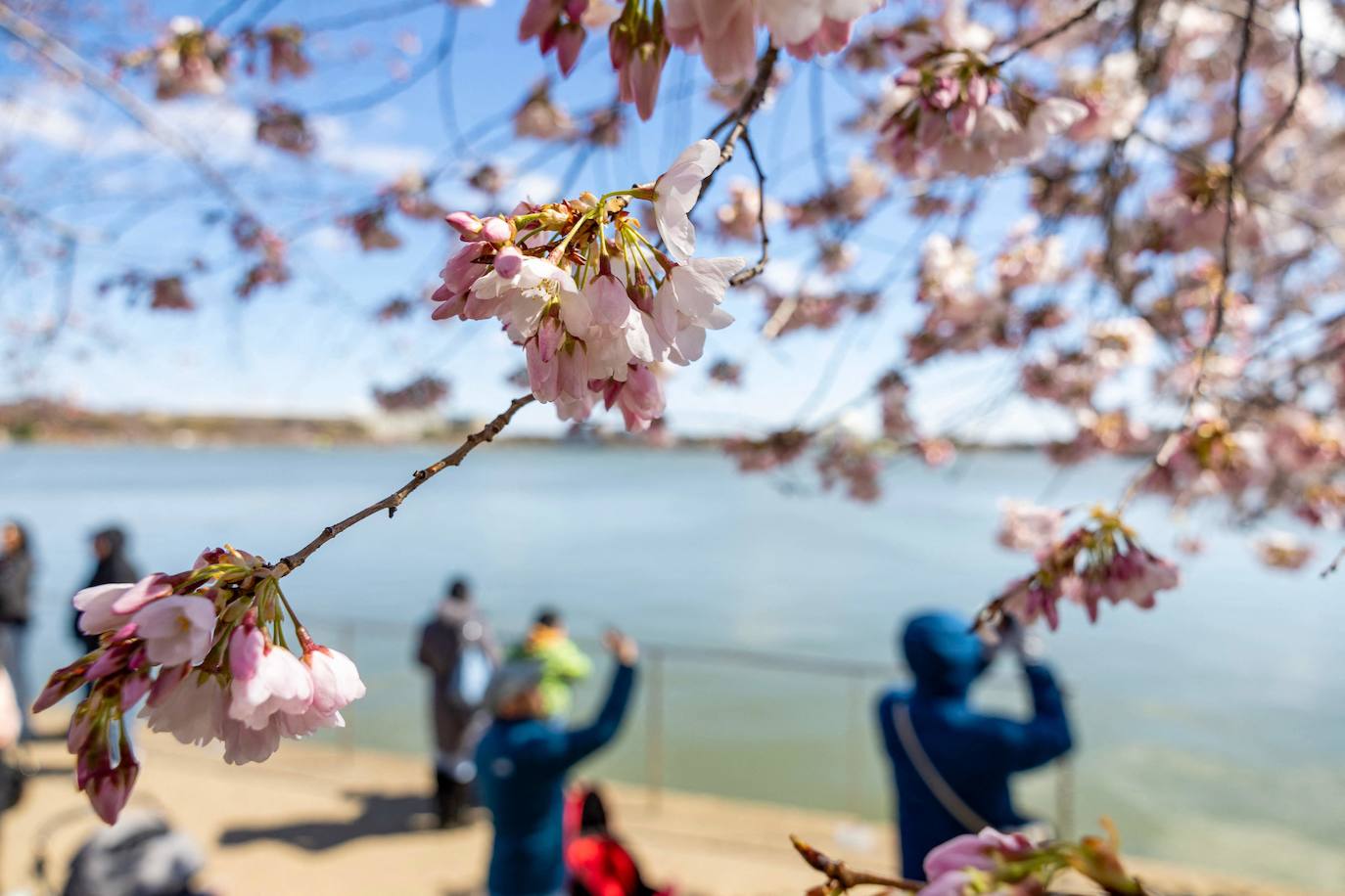 La belleza de los icónicos cerezos en flor de Washington