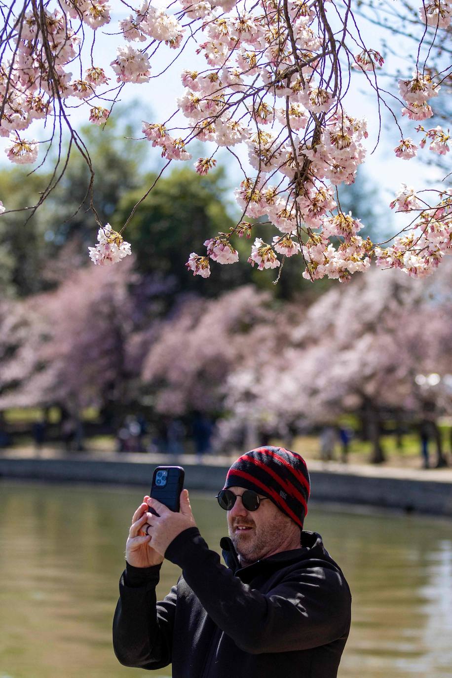 La belleza de los icónicos cerezos en flor de Washington